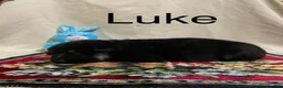 German Shepherd dogs for sale: Luke - Ad 6