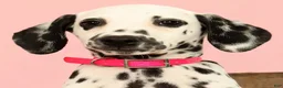 Dalmatian dogs for sale: Tulip - Ad 9