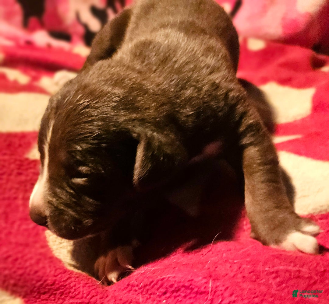 Border Collie dogs for sale: Dori - Ad 3