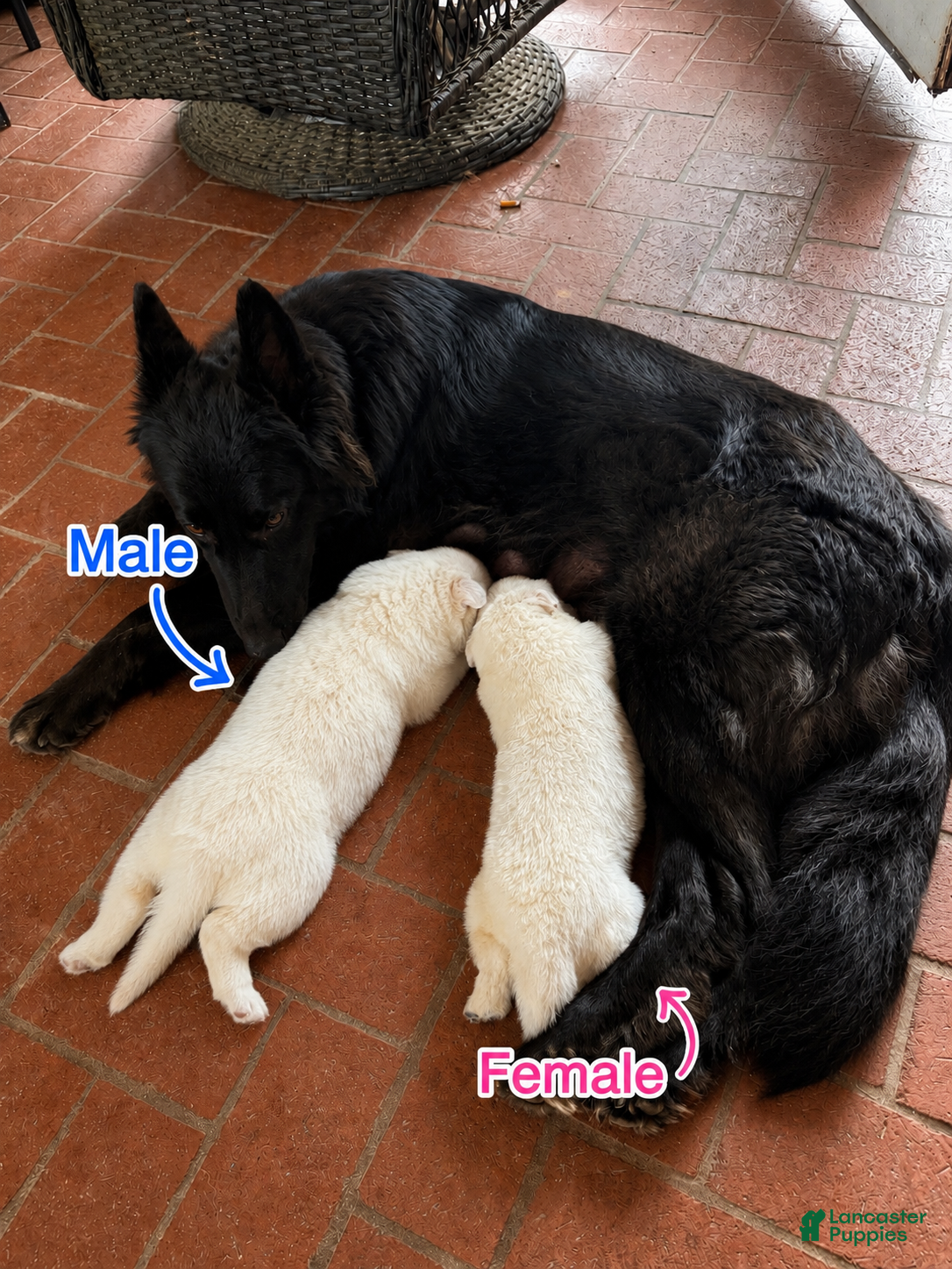 German Shepherd dogs German Shepherd 3 - Ad 2