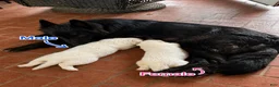 German Shepherd dogs for sale: German Shepherd 4 - Ad 2