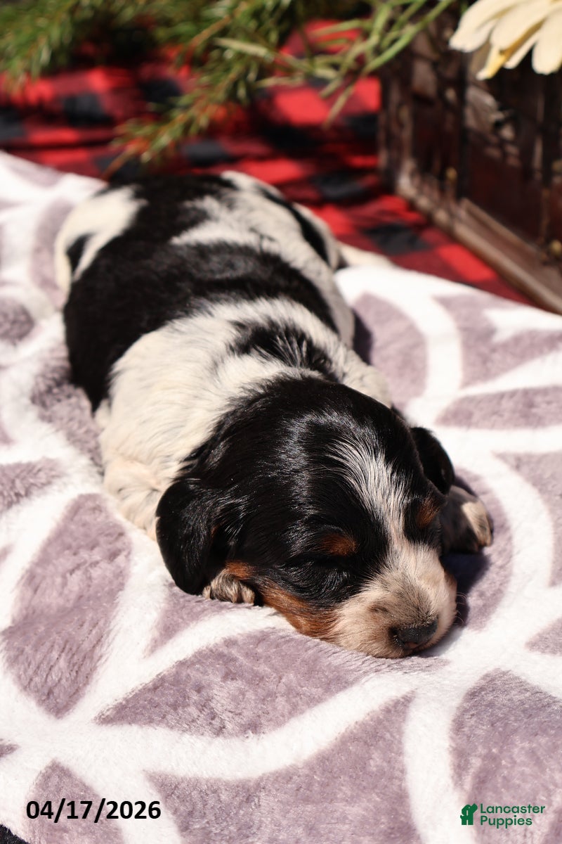 Miniature Dachshund dogs Minnie - Ad 2