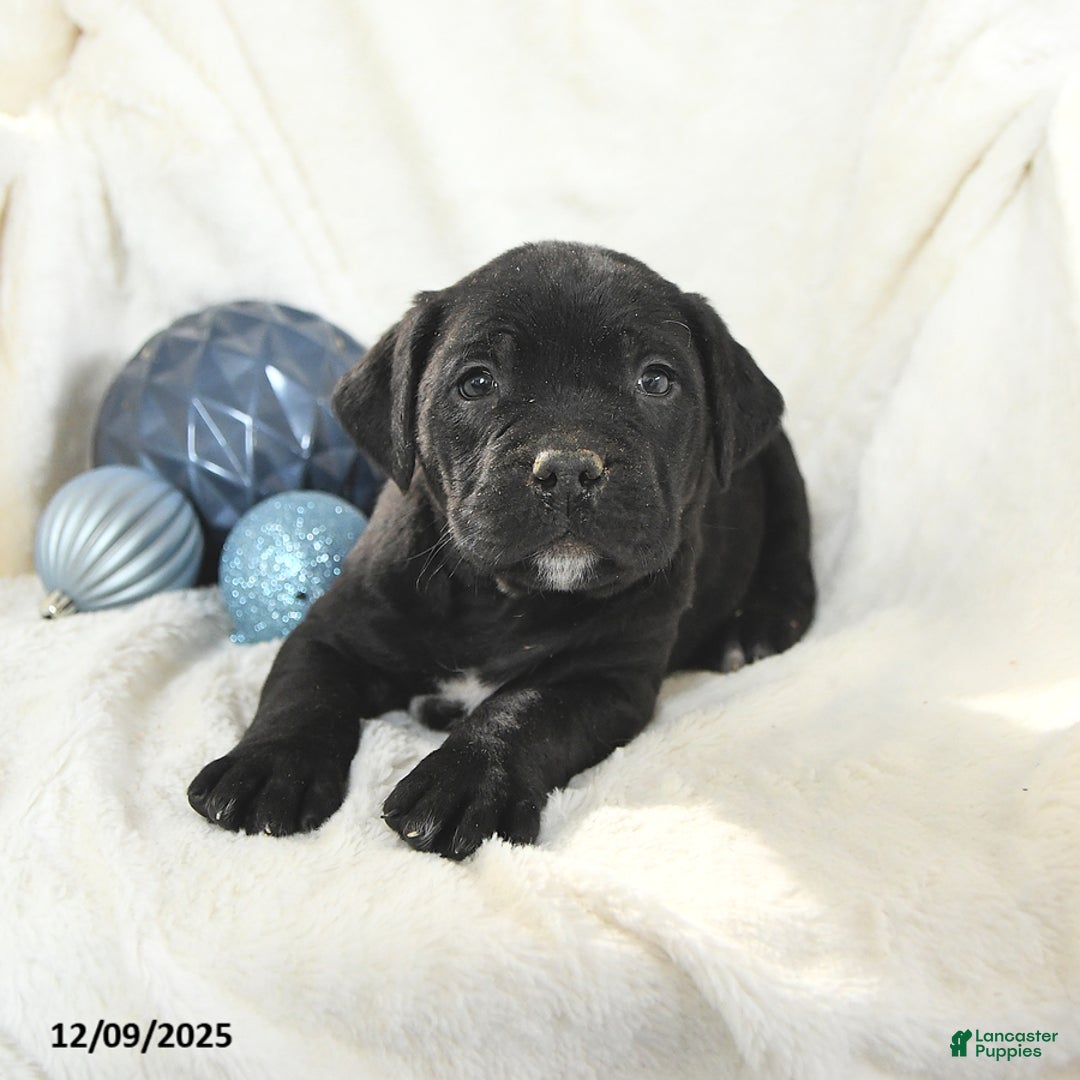 Mixed Breed dogs for sale: Mack  - Ad 2