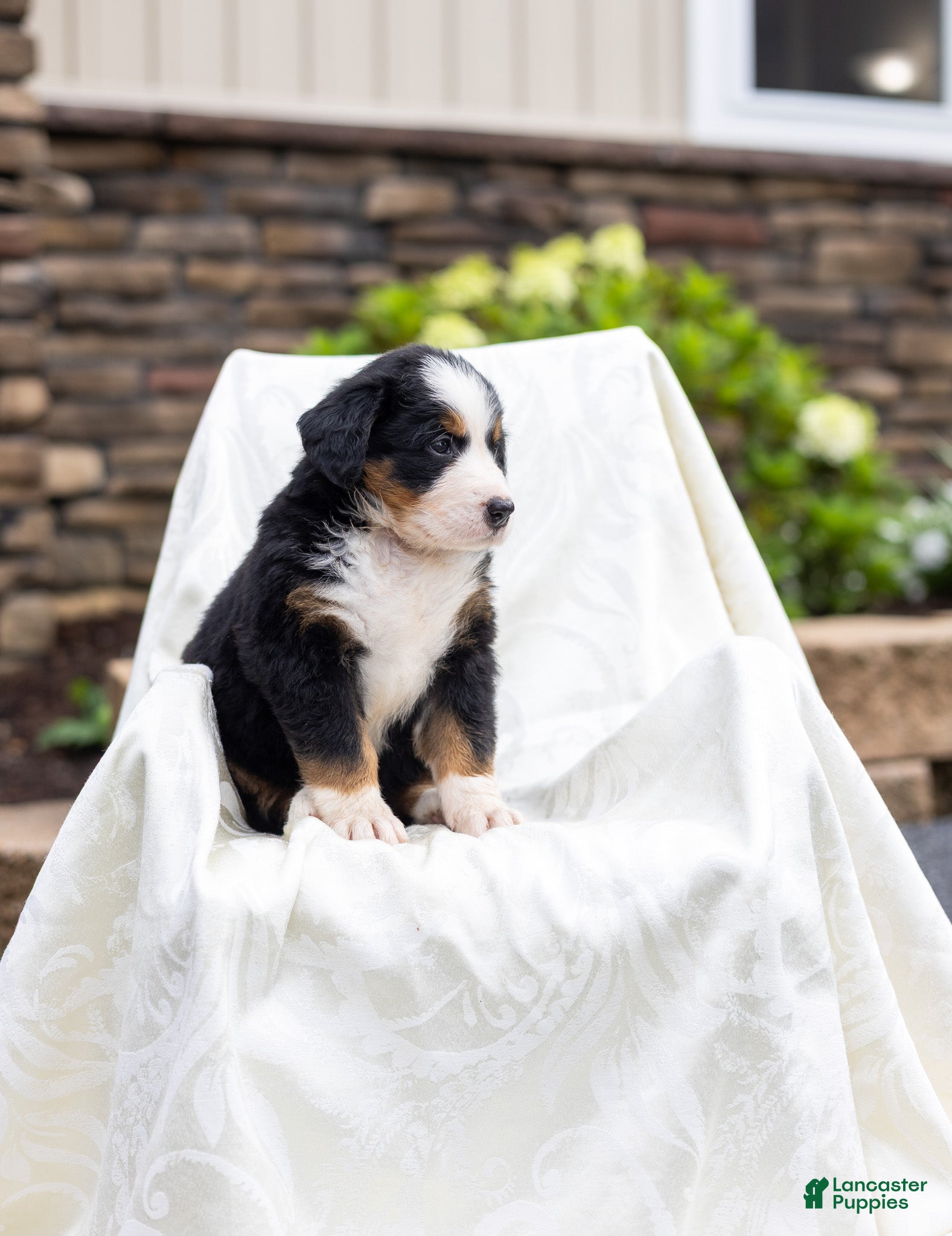 Bernese Mountain Dog dogs Ruby - Ad 2