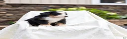 Bernese Mountain Dog dogs for sale: Ruby - Ad 2