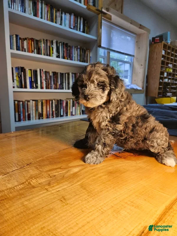 Mixed Breed dogs Merlin - Ad 2