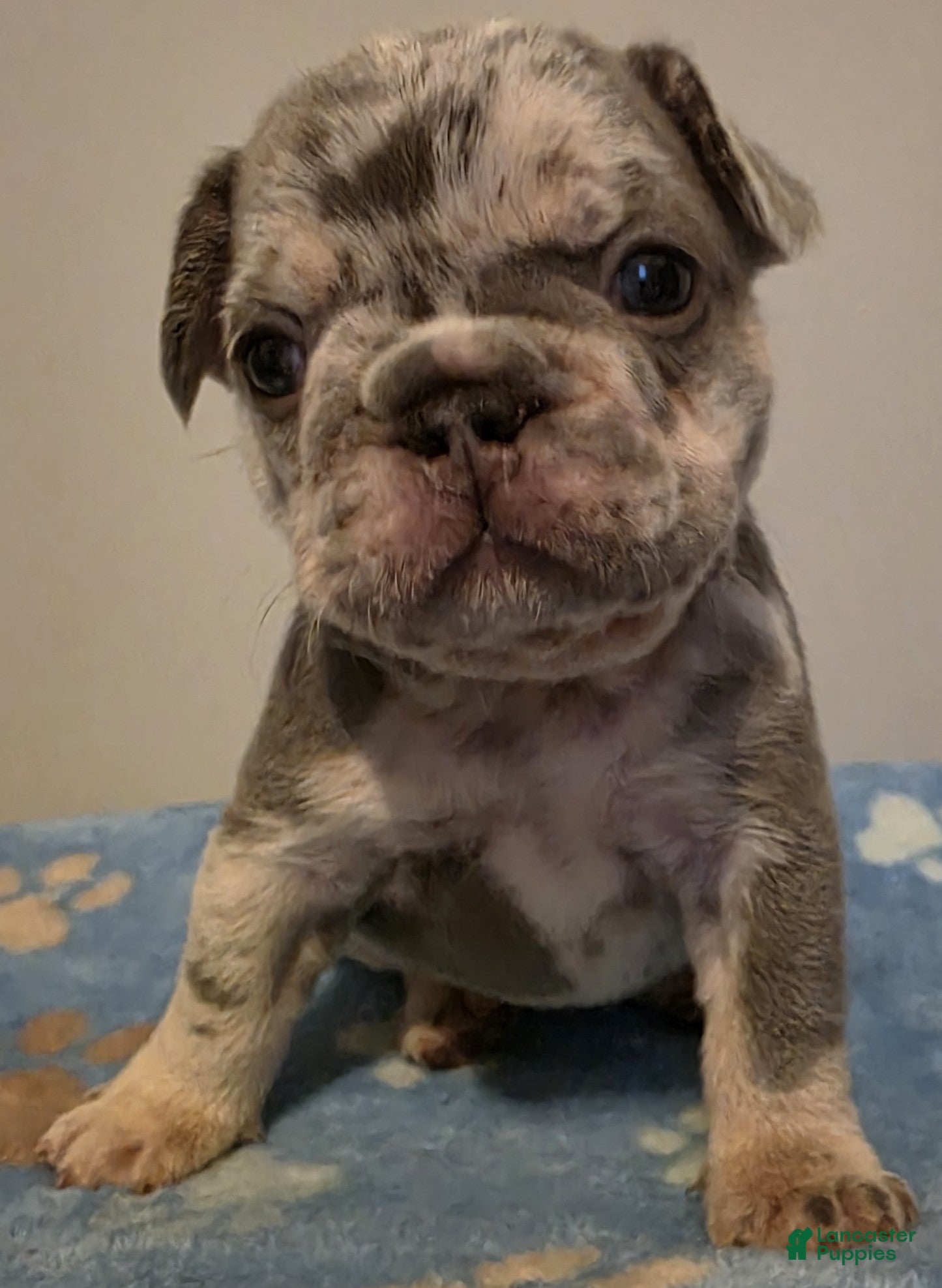 French Bulldog dogs Rosemary - Ad 1