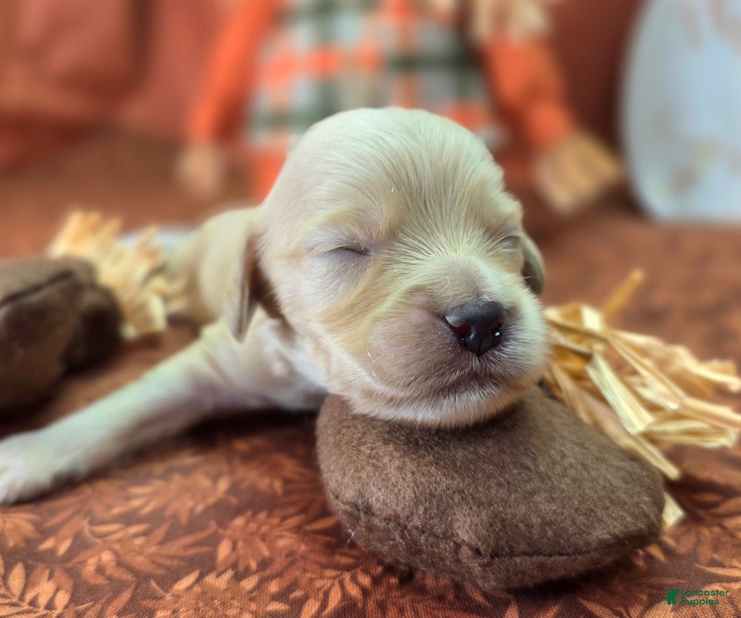 Cockapoo dogs for sale: Lieutenant Pete - Ad 7