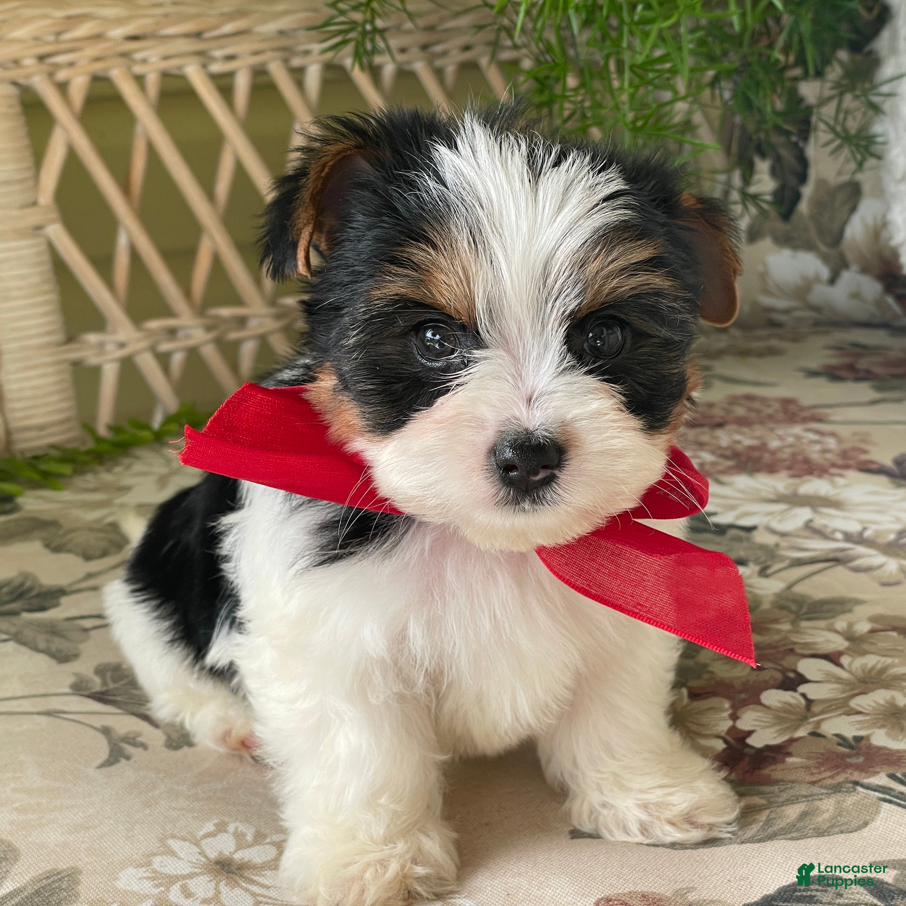Biewer Terrier dogs Winky - Ad 2