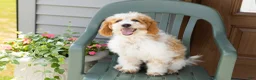 Mini Goldendoodle dogs for sale: Roscoe  - Ad 5