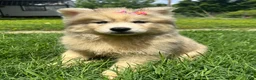 Siberian Husky dogs for sale: ROMANiA - Ad 3