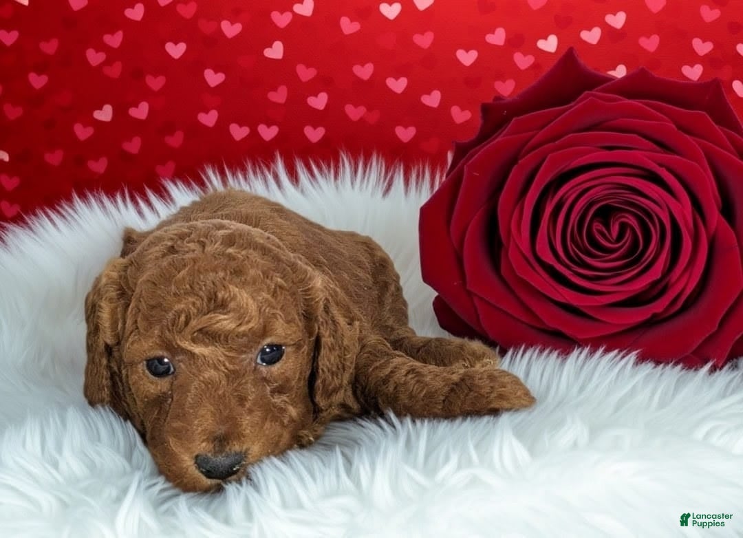 Goldendoodle dogs barry - Ad 2