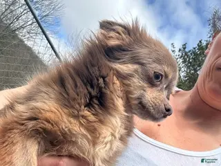 Chihuahua dogs Teighynn - Ad 32