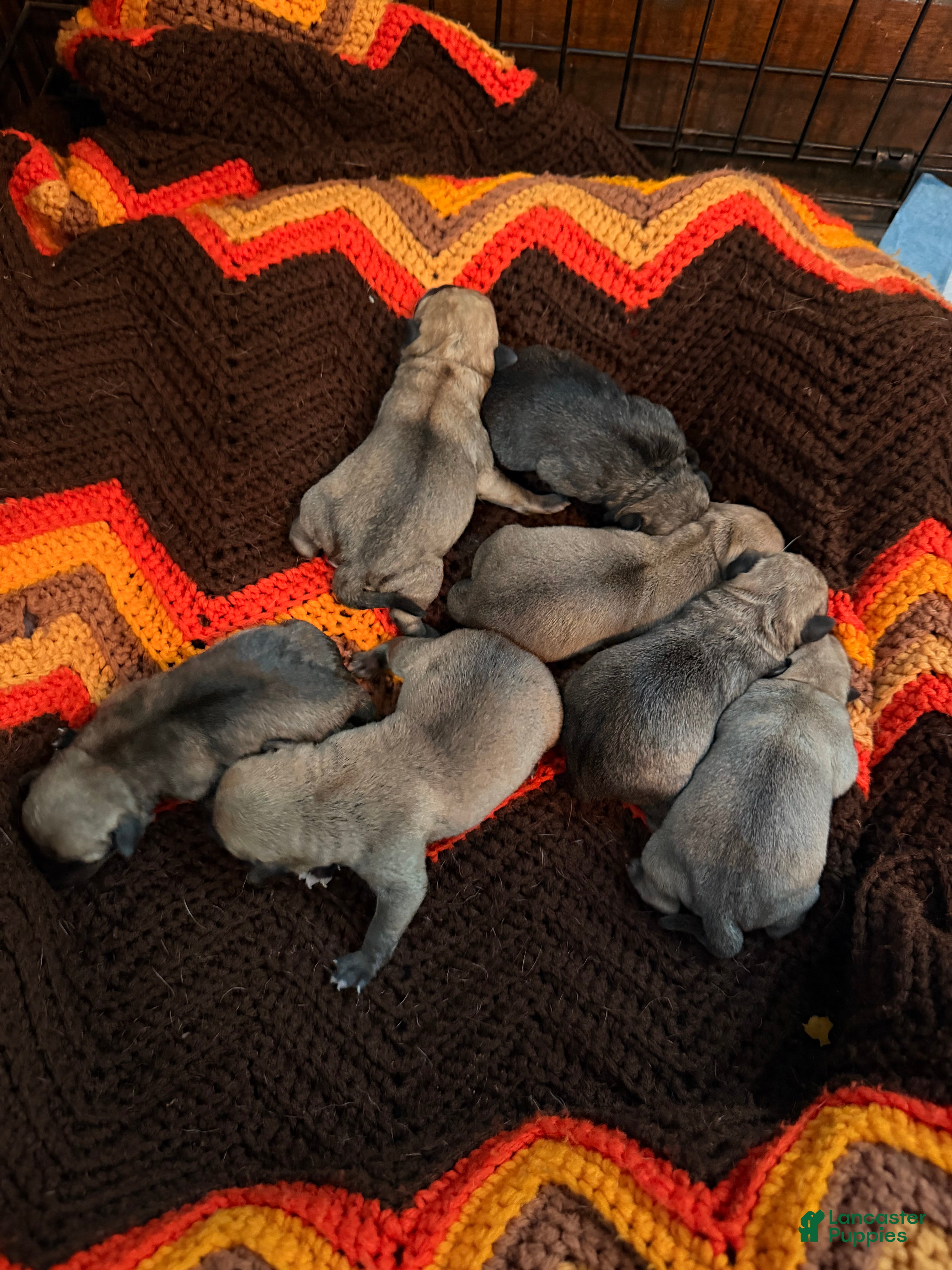 Mixed Breed dogs Chug 2 - Ad 9