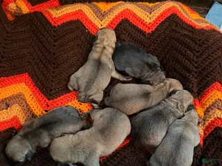 Mixed Breed dogs Chug 2 - Ad 9