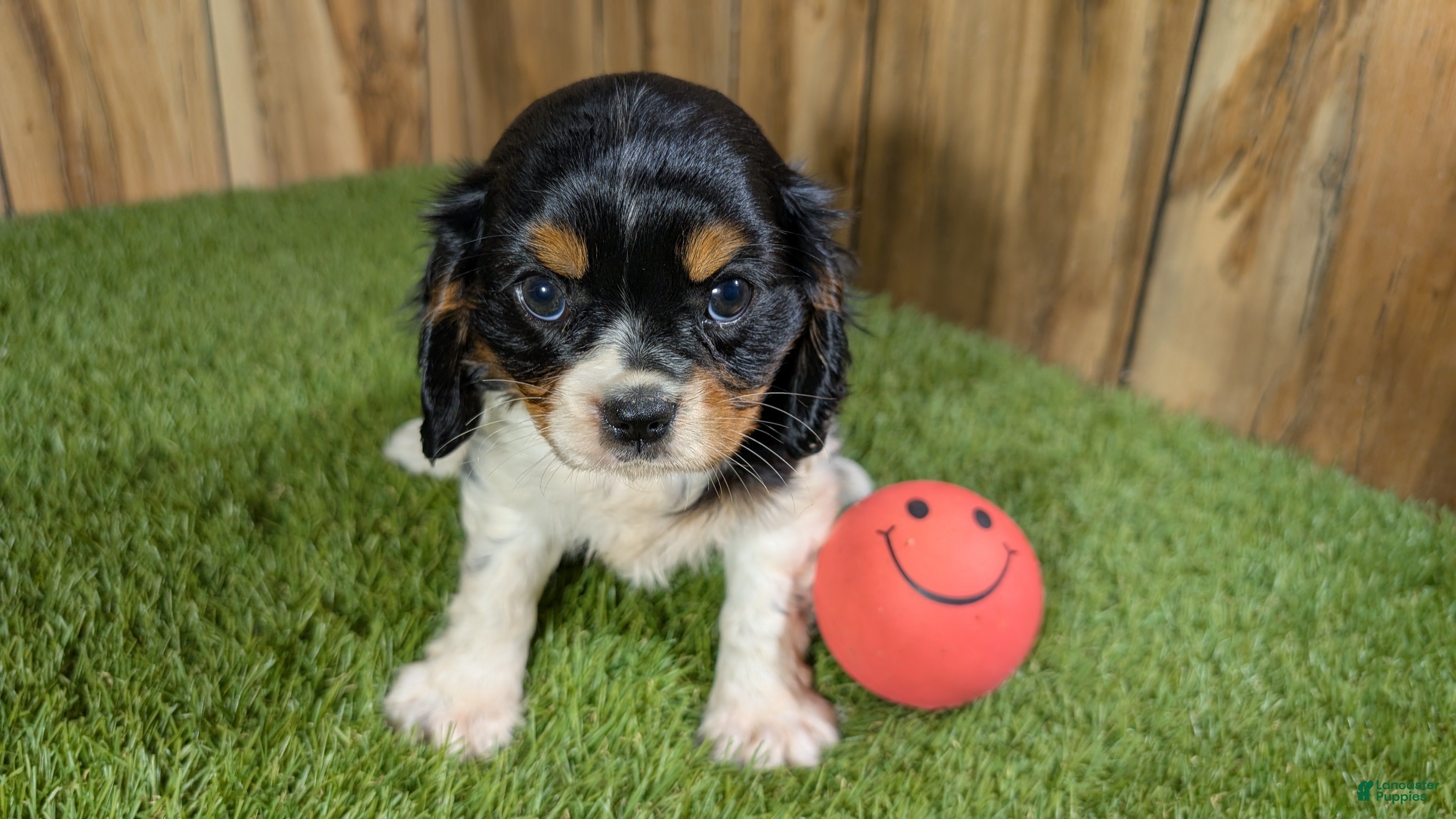 Cavalier King Charles Spaniel dogs Bessie Girl 1 - Ad 1