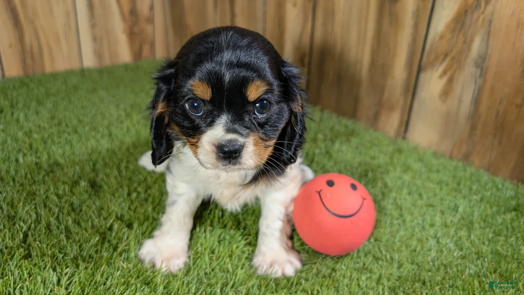 Cavalier King Charles Spaniel dogs for sale: Bessie Girl 1 - Ad 1