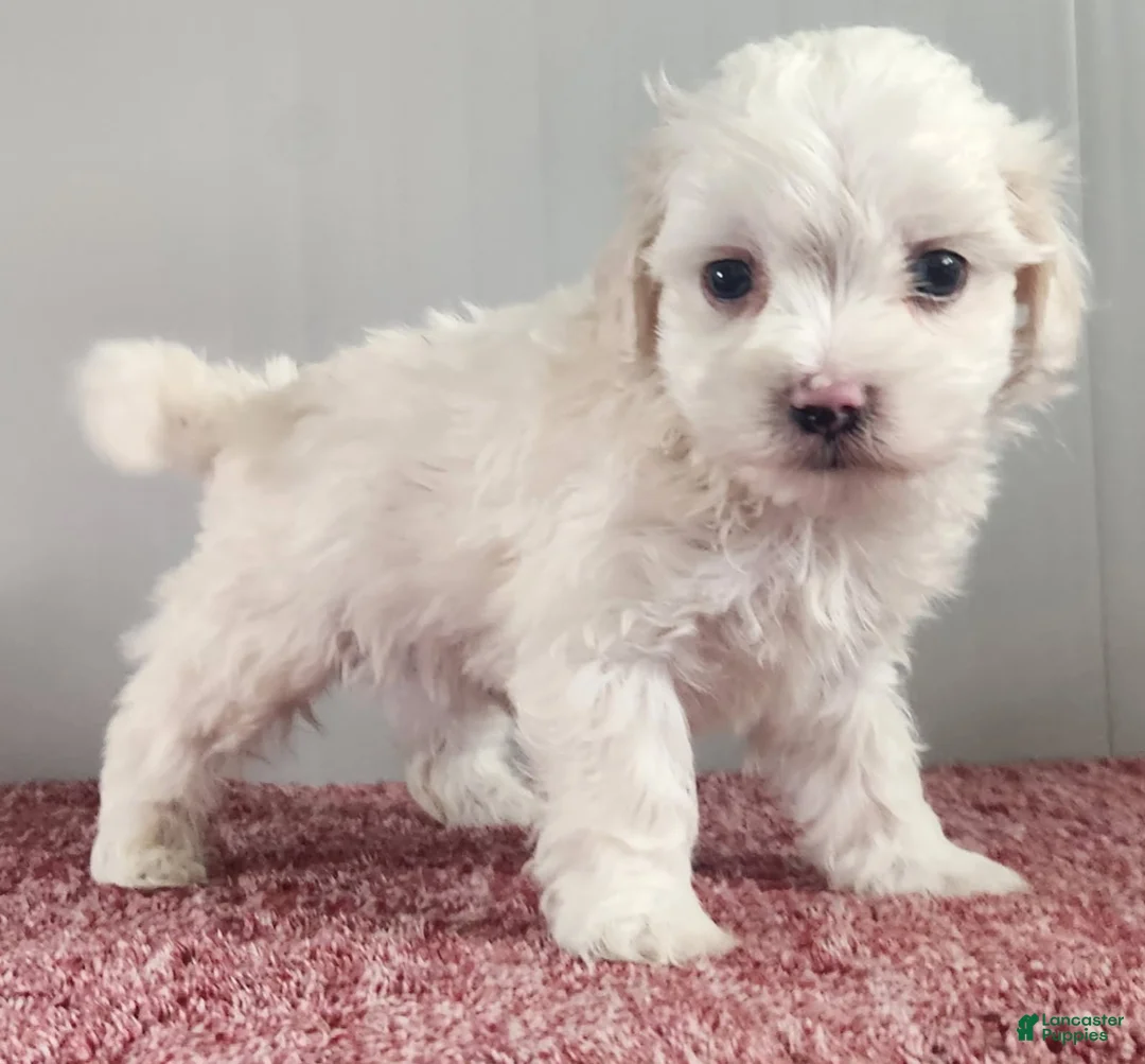 Maltipoo dogs for sale: Gambler - Ad 3