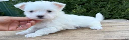 Maltese dogs for sale: Enzo - Ad 1