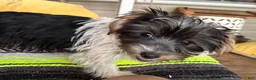 Yorkshire Terrier dogs for sale: Yorkshire Terrier 1 - Ad 4