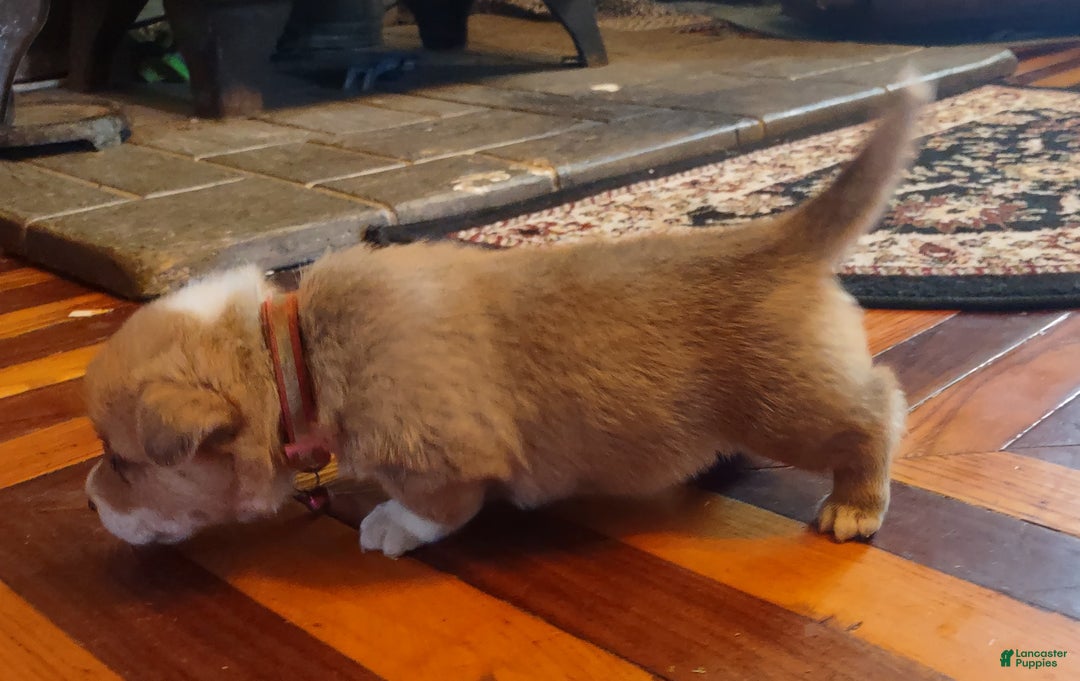 Tail Docking Do Cane Corsos Have Webbed Feet Welsh Corgi Pembroke