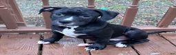Mixed Breed dogs for sale: Black Panther - Ad 6
