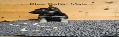 German Shepherd 1