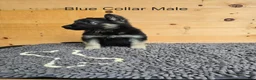 German Shepherd dogs for sale: German Shepherd 1 - Ad 1