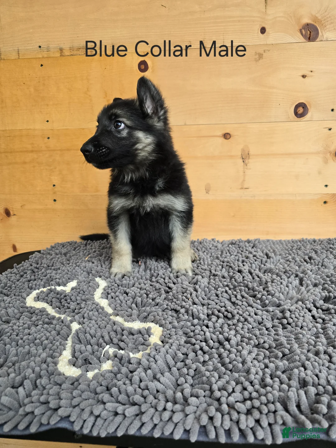 German Shepherd dogs for sale: German Shepherd 1 - Ad 1