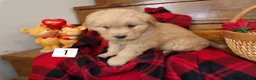 Golden Retriever dogs for sale: Golden Retriever Puppy 1 Teddy - Ad 6