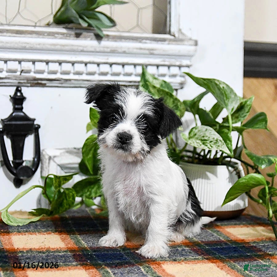 Mixed Breed dogs Holt - Ad 37