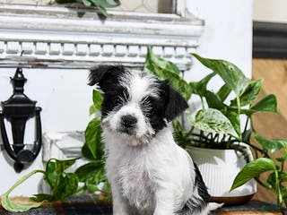 Mixed Breed dogs Holt - Ad 31