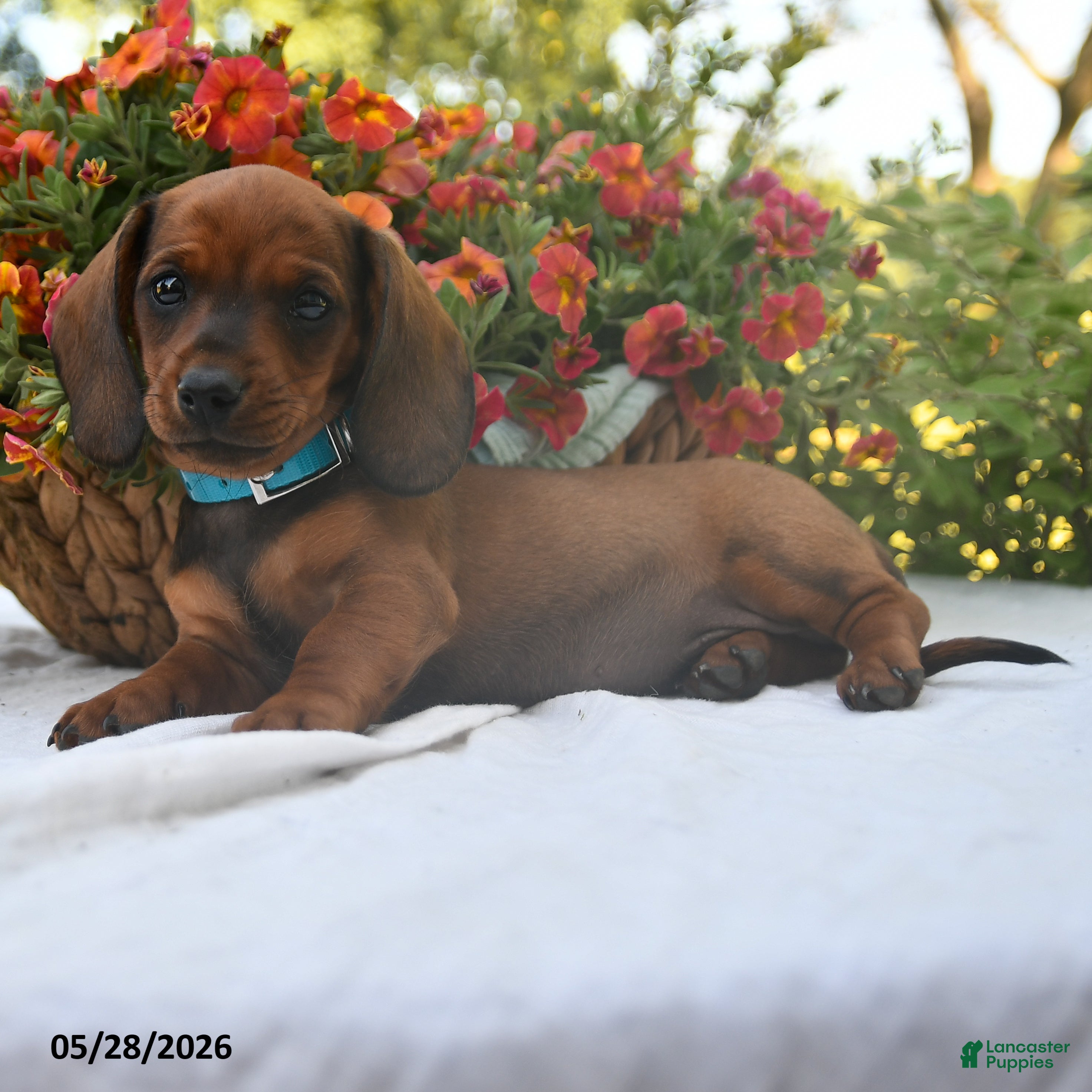 Dachshund dogs Calvin - Ad 2