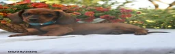 Dachshund dogs for sale: Calvin - Ad 2