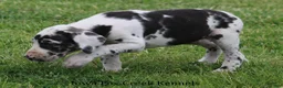 Great Dane dogs for sale: Molly - Ad 4