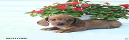 Miniature Dachshund dogs for sale: Barney - Ad 3
