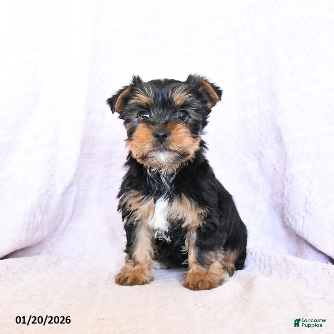 Yorkshire Terrier dogs for sale: Oakley - Ad 3