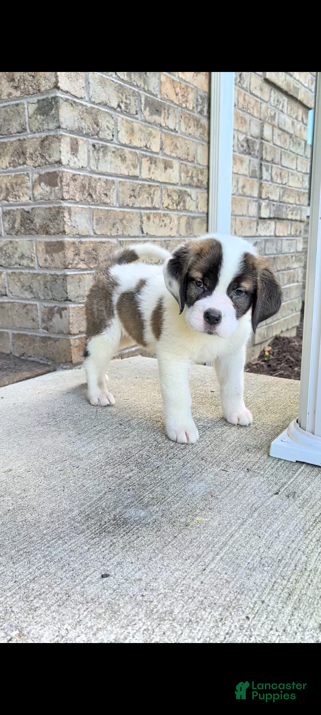 Saint Bernard dogs Bonnie  - Ad 1