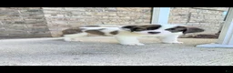 Saint Bernard dogs for sale: Bonnie  - Ad 1