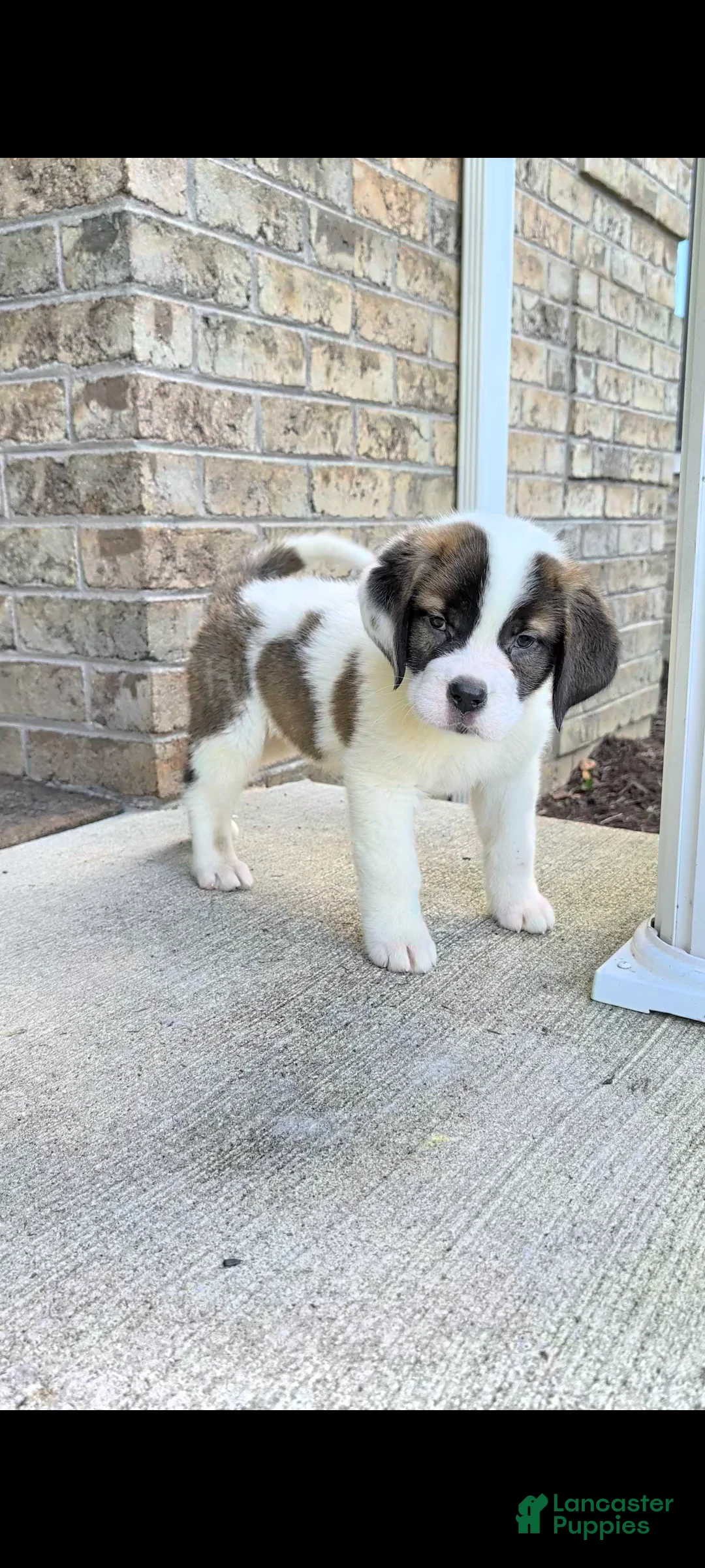 Saint Bernard dogs for sale: Bonnie  - Ad 1