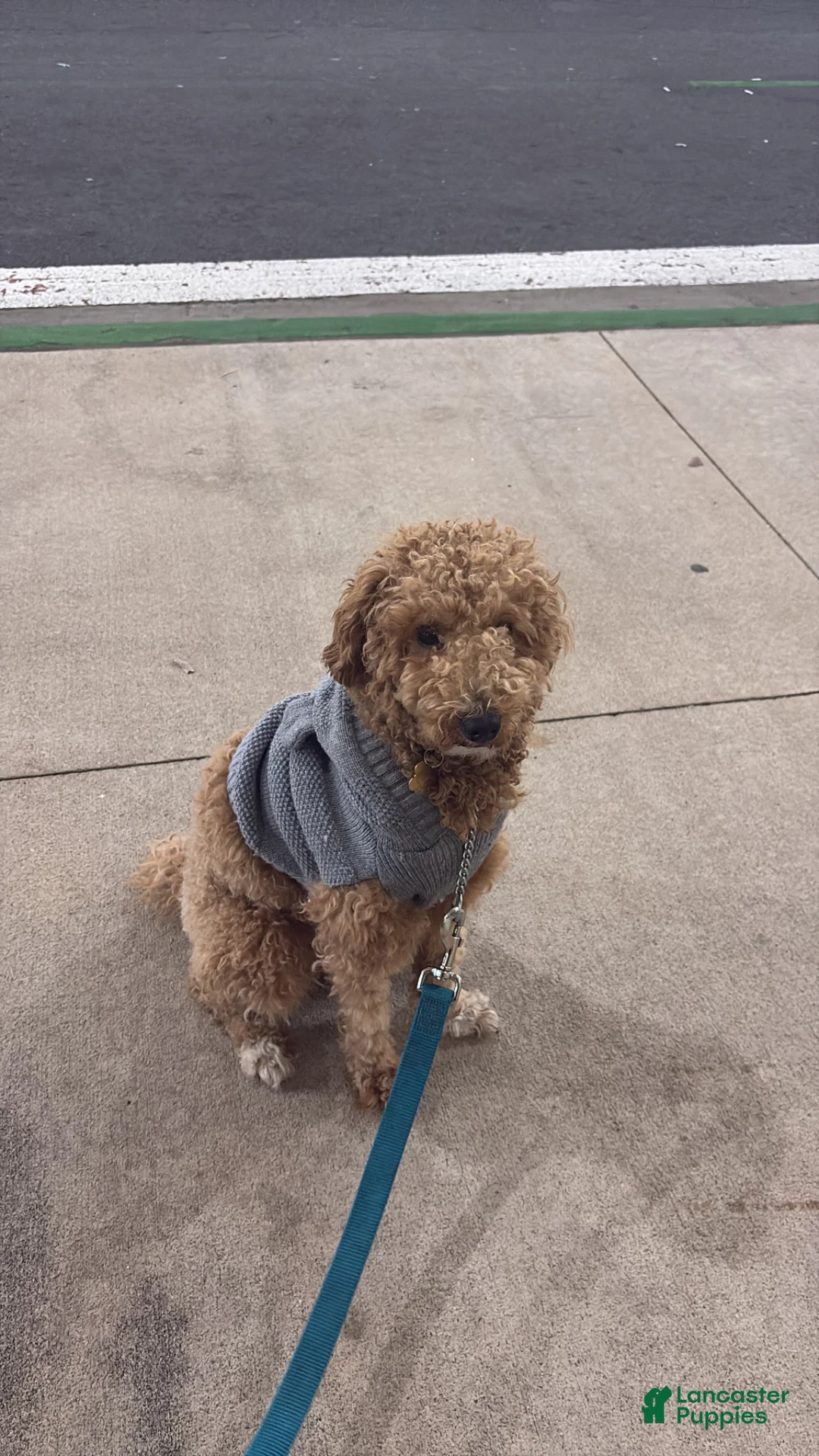 Miniature Poodle dogs for stud: Cash money - Ad 2