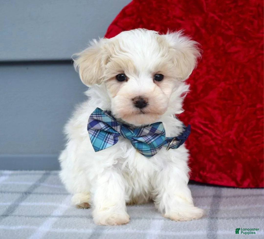 Maltipoo dogs for sale: Caleb  - Ad 1