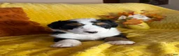 Mixed Breed dogs for sale: Russel - Ad 1