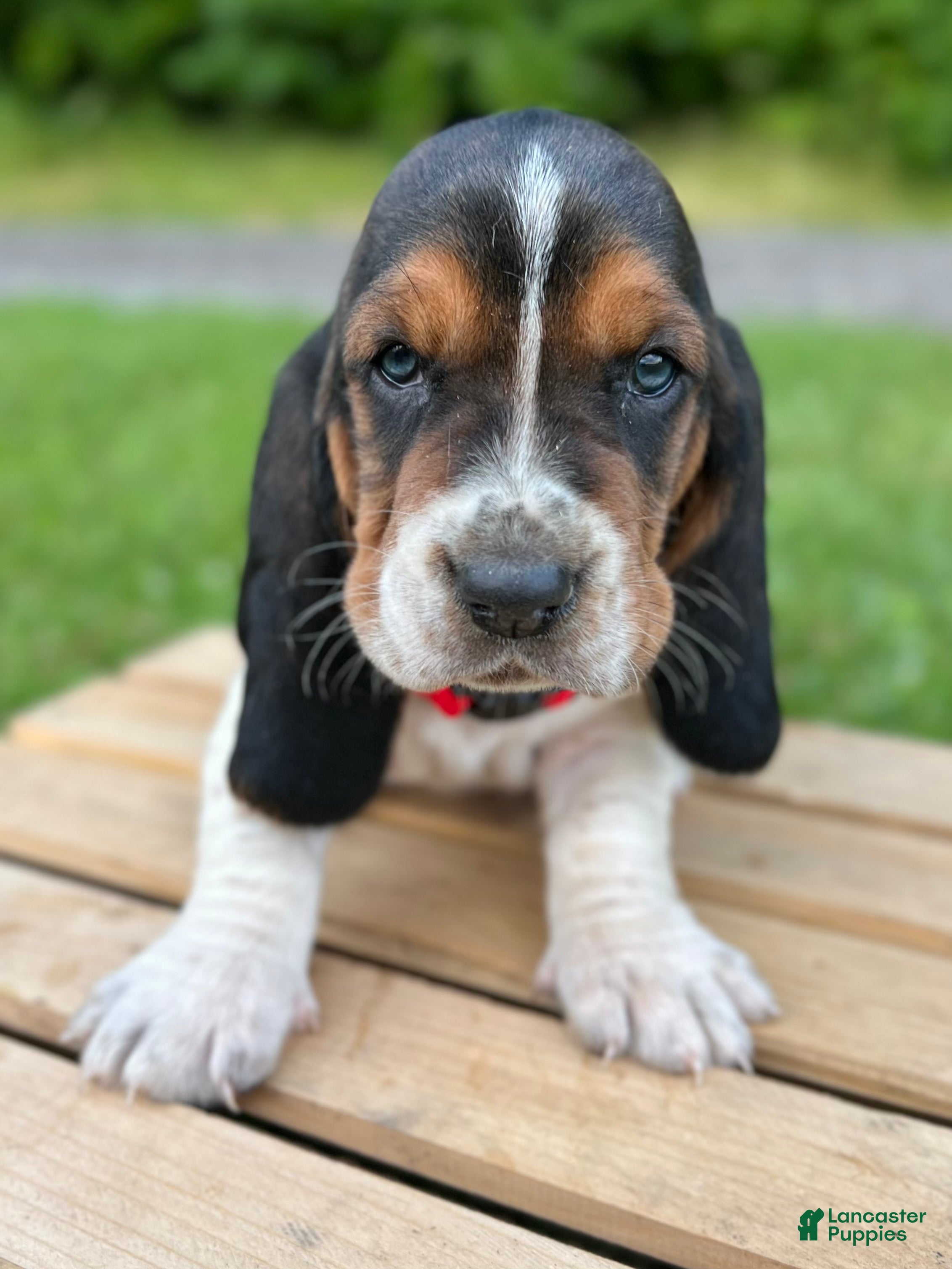 Basset Hound dogs Charlie - Ad 1