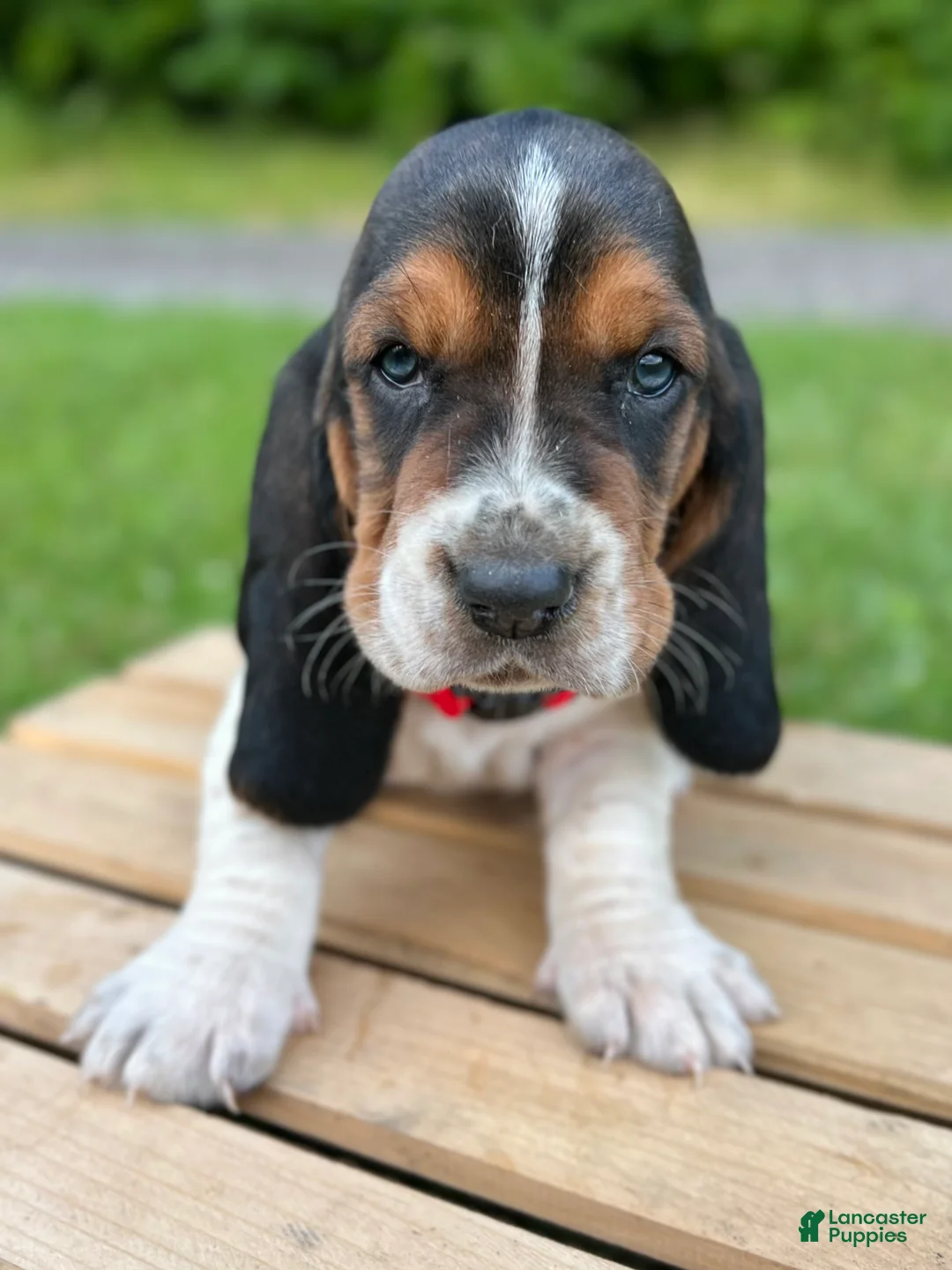Basset Hound dogs for sale: Charlie - Ad 1