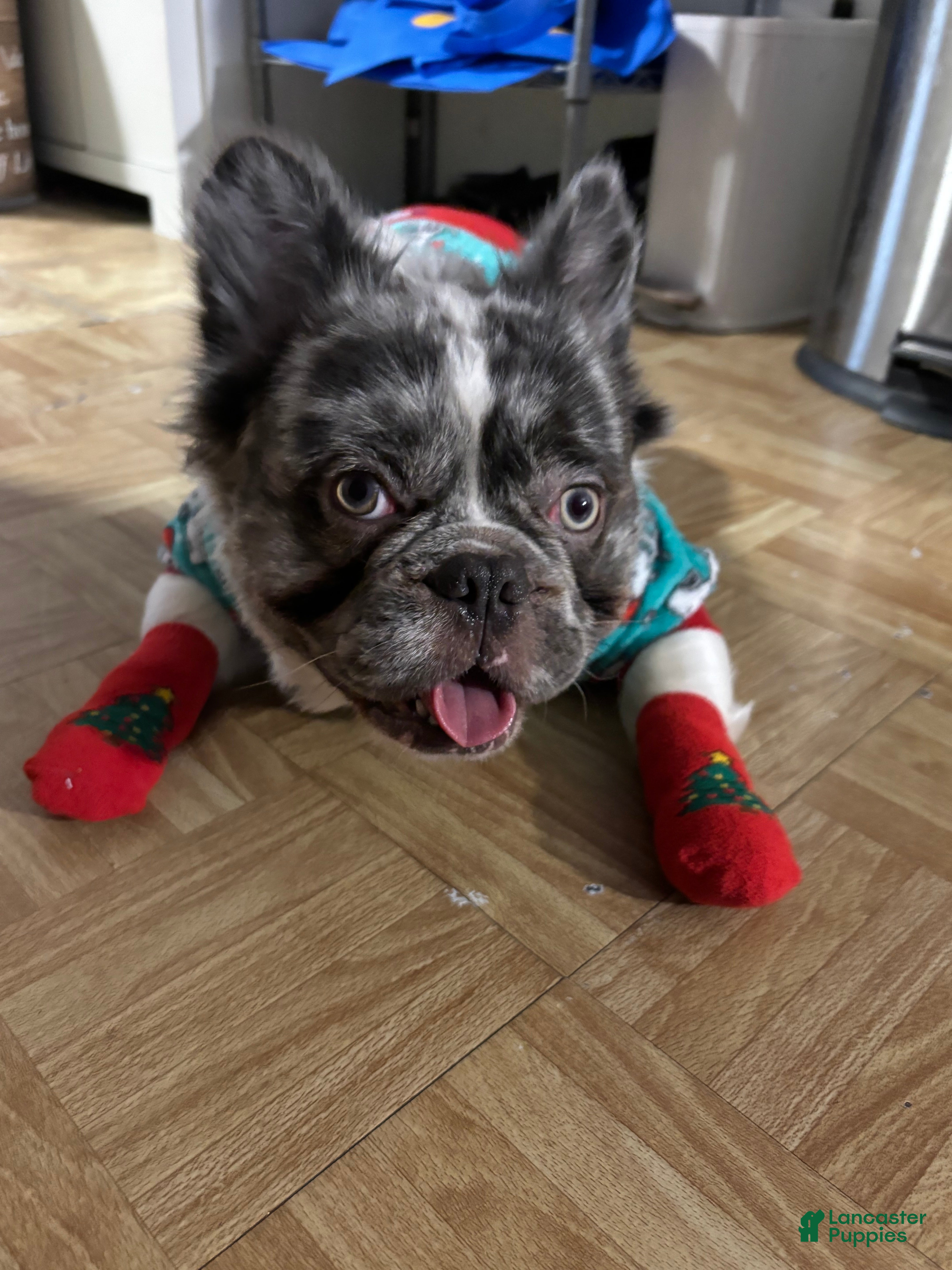 French Bulldog dogs Leo Andujar - Ad 7