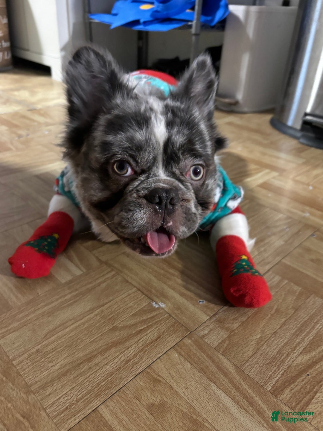 French Bulldog dogs for stud: Leo Andujar - Ad 1