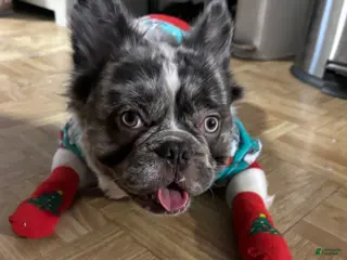 French Bulldog dogs Leo Andujar - Ad 16