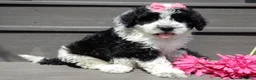 Sheepadoodle dogs for sale: Panda-MEDIUM - Ad 2