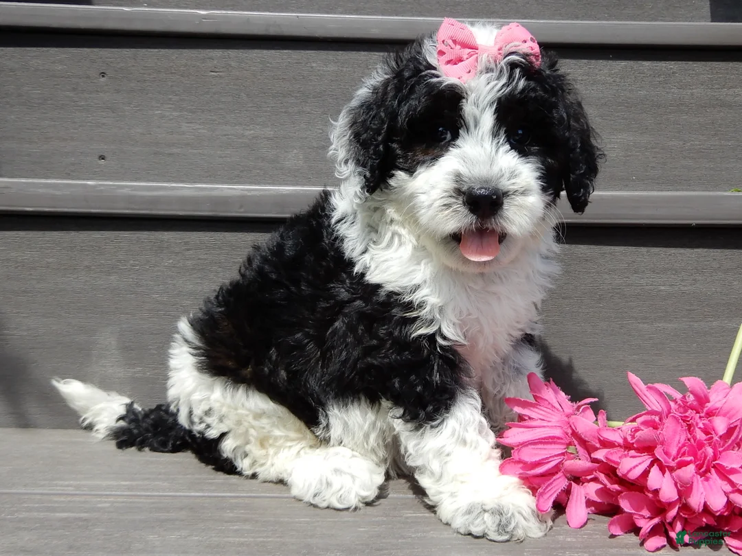 Sheepadoodle dogs for sale: Panda-MEDIUM - Ad 2